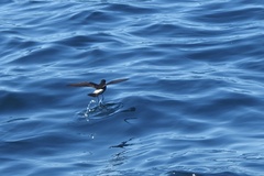 Hydrobates pelagicus