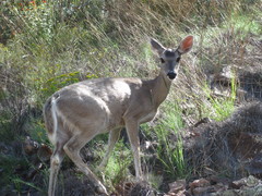 Odocoileus virginianus carminis
