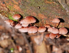Mycena kurramulla