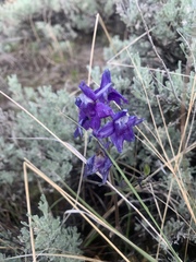 Delphinium bicolor