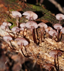 Mycena kurramulla