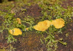 Trichoderma victoriense