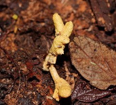 Cordyceps cranstounii