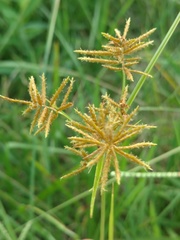 Cyperus esculentus leptostachyus