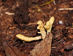 Cordyceps cranstounii