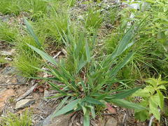 Dichanthelium xanthophysum