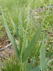 Dichanthelium xanthophysum