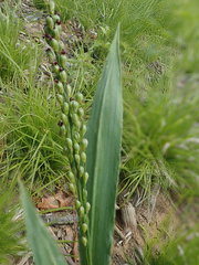 Dichanthelium xanthophysum