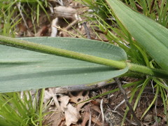 Dichanthelium xanthophysum