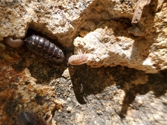 Agabiformius lentus