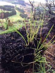 Phormium