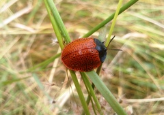 Botanochara impressa