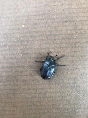 Cotinis antonii