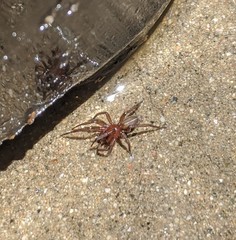 Arachnida