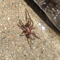 Arachnida