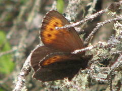 Erebia mancinus