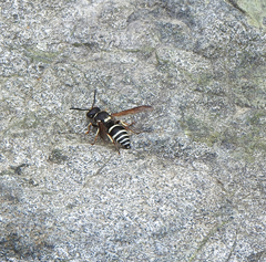 Ancistrocerus waldenii