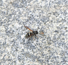 Ancistrocerus waldenii