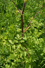 Angelica archangelica