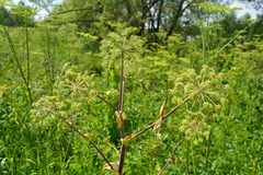 Angelica archangelica