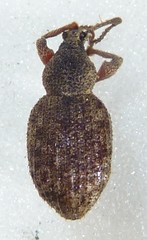 Otiorhynchus singularis