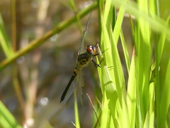 Celithemis verna