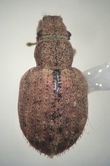 Strophosoma melanogrammum