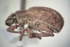 Strophosoma melanogrammum