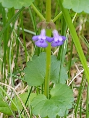 Glechoma hederacea