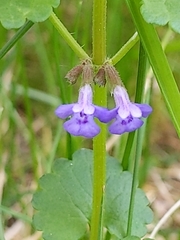 Glechoma hederacea