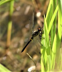 Celithemis verna
