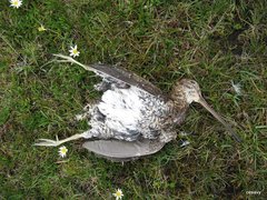 Gallinago nobilis