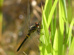 Celithemis verna