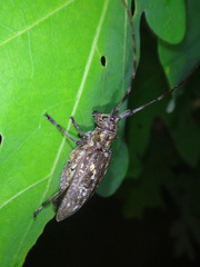 Monochamus