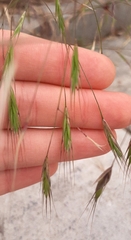 Bromus sterilis