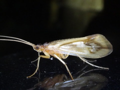 Platycentropus radiatus