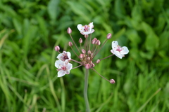Butomus umbellatus