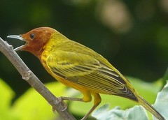 Setophaga petechia aequatorialis