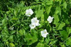 Calystegia sepium