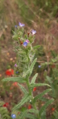 Anchusa arvensis