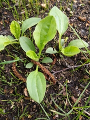 Plantago major