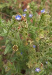 Anchusa arvensis