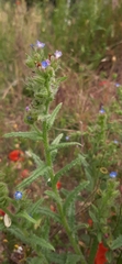 Anchusa arvensis