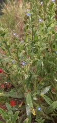 Anchusa arvensis