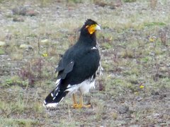 Daptrius carunculatus