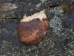 Tubifera glareata