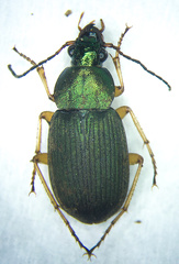 Chlaenius lithophilus