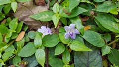Ruellia repens