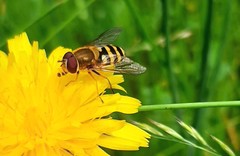 Syrphus ribesii
