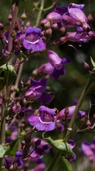 Penstemon spectabilis spectabilis